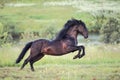 Black horse galloping in the field Royalty Free Stock Photo