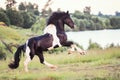 Black horse galloping in the field Royalty Free Stock Photo