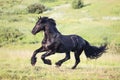 Black horse galloping in the field Royalty Free Stock Photo