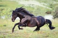 Black horse galloping in the field Royalty Free Stock Photo