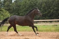 Black horse galloping free at the field Royalty Free Stock Photo