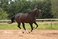 Black horse galloping free at the field Royalty Free Stock Photo