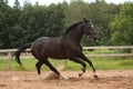 Black horse galloping free at the field Royalty Free Stock Photo