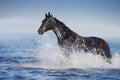 Black horse galloping in sea Royalty Free Stock Photo