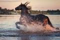 Black horse galloping in water at sunset Royalty Free Stock Photo