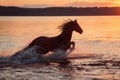 Black horse galloping in water at sunset Royalty Free Stock Photo