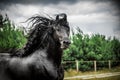 Beautiful friesian stallion black horses