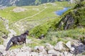 Black horse going down of a mountain to a lake Royalty Free Stock Photo