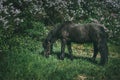 Black horse graze on green meadow