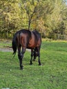 A Black Horse Grazes On The Farm Lawn