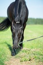 black horse grazing in the green field. sunny day Royalty Free Stock Photo