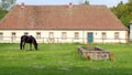 Black horse grazing on a green lawn, on background of stables building, at Schloss Fasanerie, Eichenzell, Germany Royalty Free Stock Photo