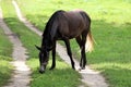 Black horse grazing on green pasture Royalty Free Stock Photo