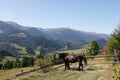 Black horse grazing on green pasture in mountains Royalty Free Stock Photo