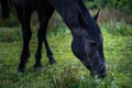 Black horse grazing on pasture at sundown in orange sunny beams. Beauty world