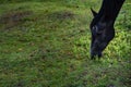 Black horse grazing on pasture at sundown in orange sunny beams. Beauty world Royalty Free Stock Photo