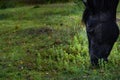 Black horse grazing on pasture at sundown in orange sunny beams. Beauty world Royalty Free Stock Photo