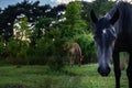 Black horse grazing on pasture at sundown in orange sunny beams. Beauty world Royalty Free Stock Photo