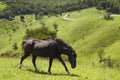 Black horse on a green field