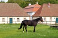 Black horse on a green lawn, on background of stables building, at Schloss Fasanerie, Eichenzell, Germany Royalty Free Stock Photo