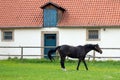 Black horse on a green lawn, on background of stables building, at Schloss Fasanerie, near Fulda, Germany