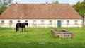 Black horse on a green lawn, on background of stables building, at Schloss Fasanerie, Eichenzell, Germany Royalty Free Stock Photo