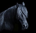 Black horse head isolated on black background. A closeup portrait of the face of a horse
