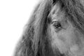 Black horse head and mane close up Royalty Free Stock Photo