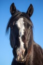 Black horse head portrait closeup Royalty Free Stock Photo