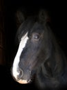 Black Horse Headshot Royalty Free Stock Photo