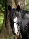 Black Horse Headshot Royalty Free Stock Photo
