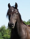 Black Horse Headshot Royalty Free Stock Photo
