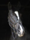 Black Horse Headshot Royalty Free Stock Photo