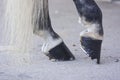 Black horse hooves Royalty Free Stock Photo