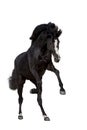 Black horse isolated Royalty Free Stock Photo