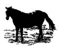 Black horse isolated on white. Vectorial image