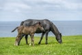 Black horse and its foal walking on the grass near the lake Royalty Free Stock Photo