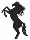 Black horse on its hind legs. Vector graphics