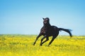 Black horse jumps on a blooming yellow field