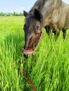 Black horse grazing in a green field