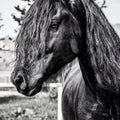 Black horse with long mane. Portrait close up. Can be used for decoration, interior print.