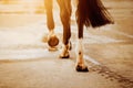 A black horse with a long tail is walking along the road, stepping with shod hooves on wet asphalt on a sunny day