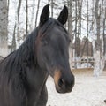 black horse Royalty Free Stock Photo