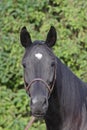 Black horse looking stright into camera portrait Royalty Free Stock Photo