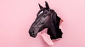 black horse looking up in pastel color paper side torn hole isolated. Generative Ai Royalty Free Stock Photo