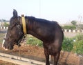 Horse moring view near farm house