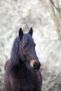 Black horse with natural white background Royalty Free Stock Photo