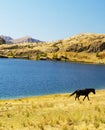 Black horse near lake Royalty Free Stock Photo