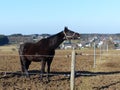 Black horse neighing Royalty Free Stock Photo