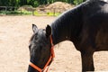 A beautiful black horse with an orange bridle walks on the field Royalty Free Stock Photo